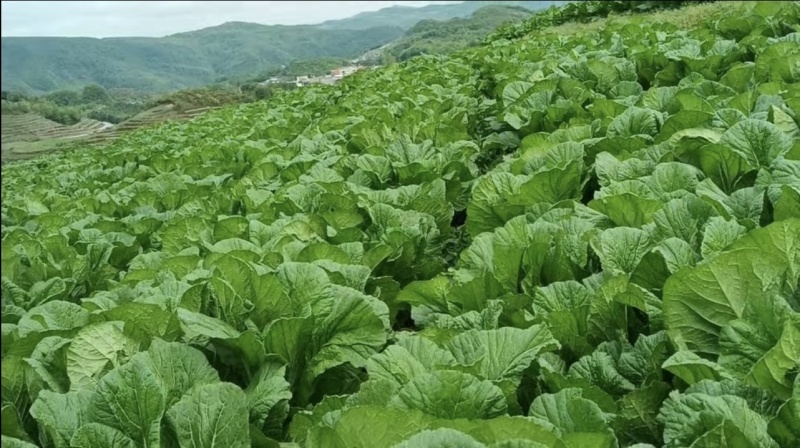 青菜五月青产地直发，量大从优！