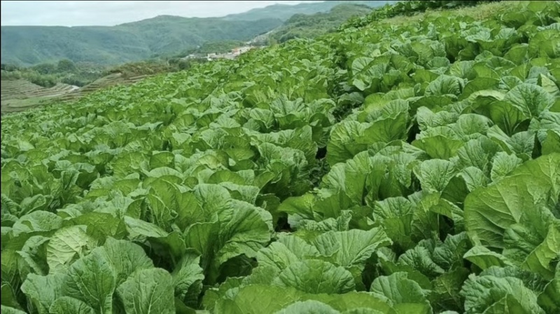青菜五月青产地直发，量大从优！