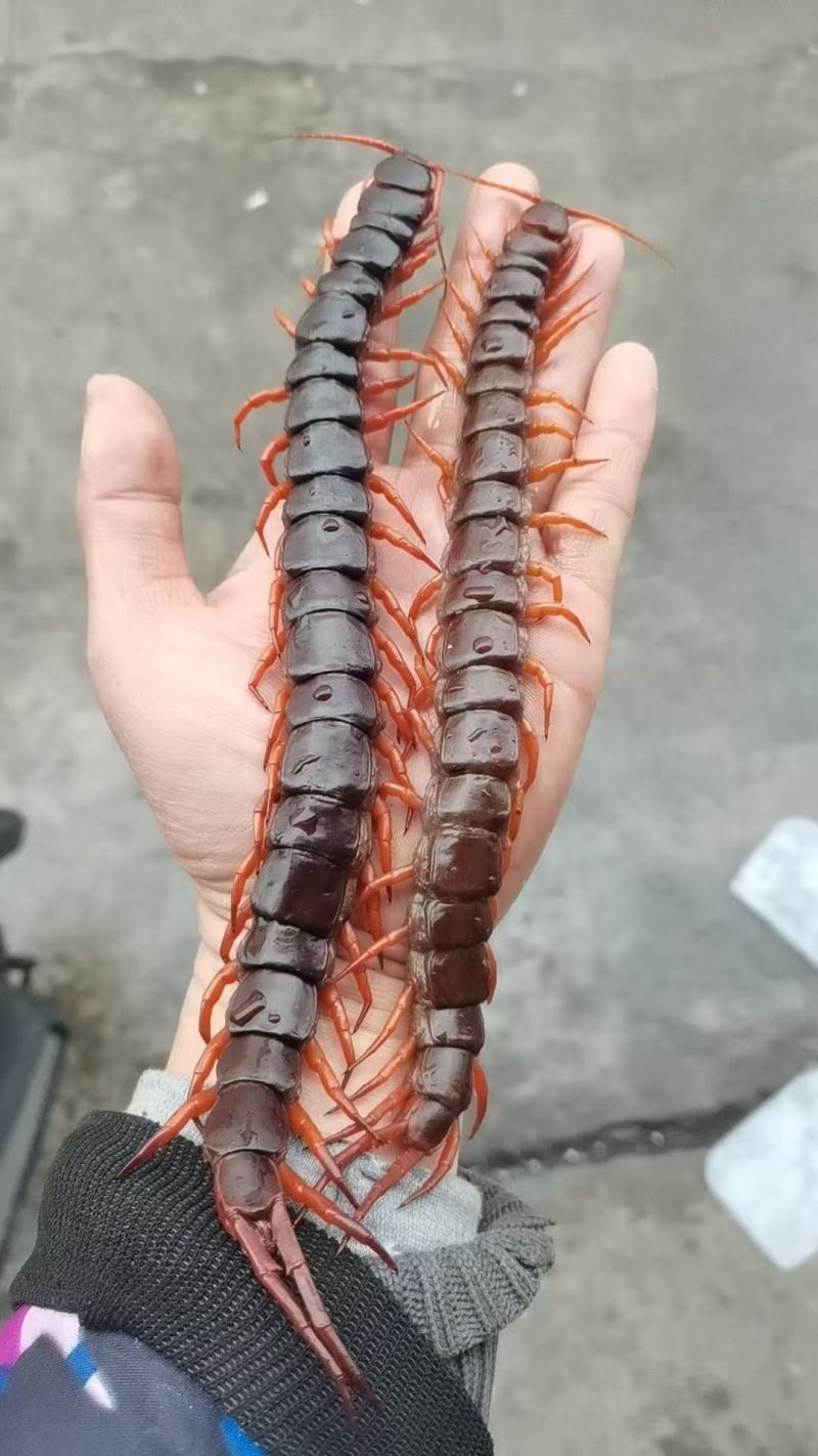 蜈蚣