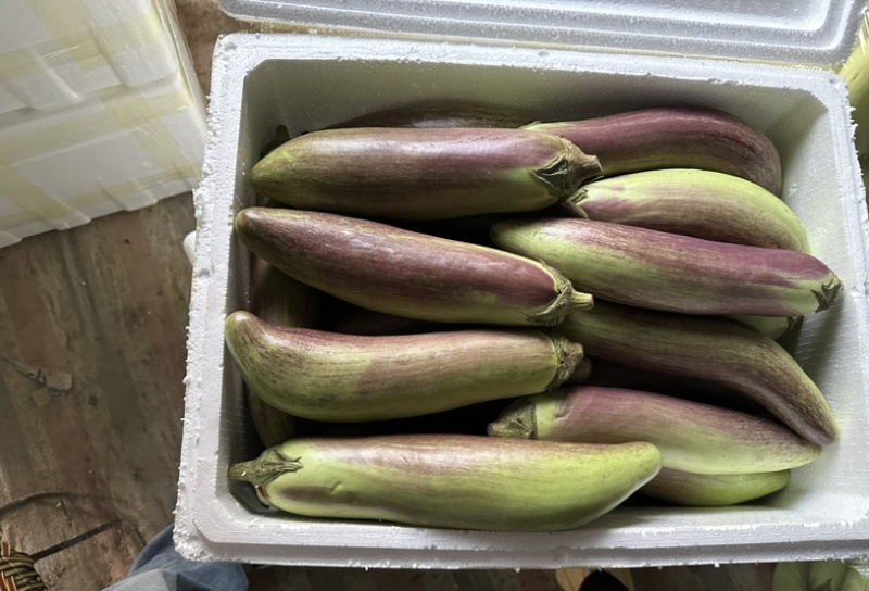 精品面包茄子