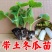 冬瓜秧苗穴盘苗发货根系发达易成活抗病害高产苗