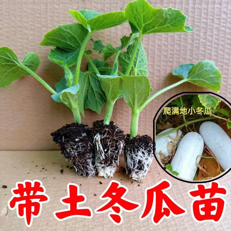 冬瓜秧苗穴盘苗发货根系发达易成活抗病害高产苗