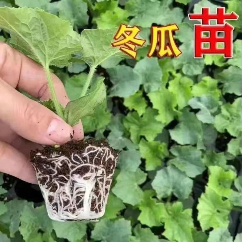 冬瓜秧苗穴盘苗发货根系发达易成活抗病害高产苗