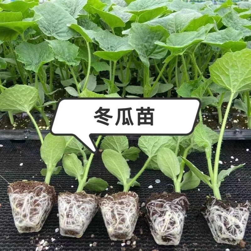 冬瓜秧苗穴盘苗发货根系发达易成活抗病害高产苗