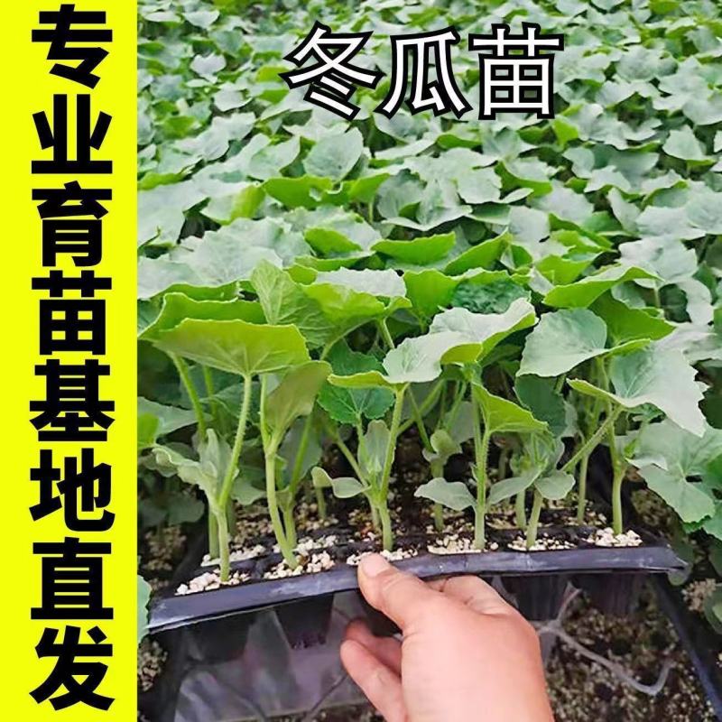 冬瓜秧苗穴盘苗发货根系发达易成活抗病害高产苗