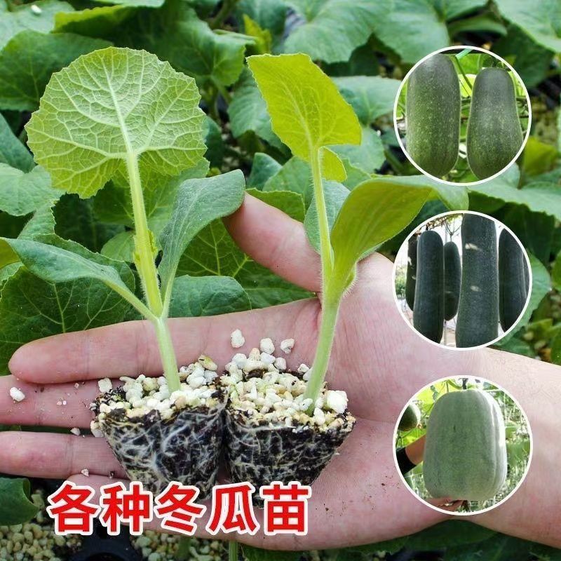 冬瓜秧苗穴盘苗发货根系发达易成活抗病害高产苗