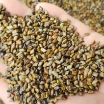 决明子可以泡茶可以当做种子种植好种植易管理包回收