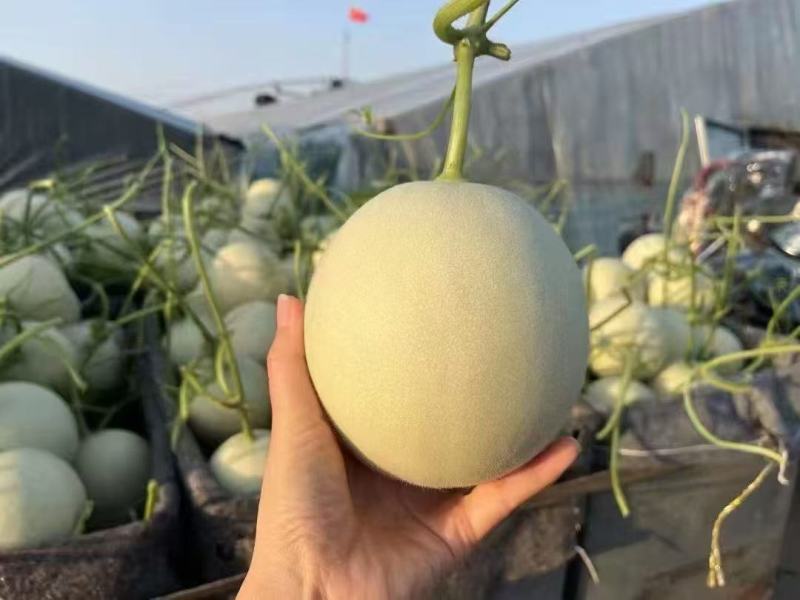 【一件代发】玉菇甜瓜糖度高一手货源支持一件代发