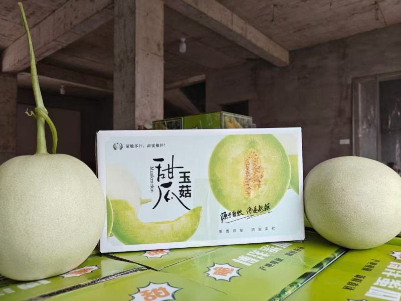 【一件代发】玉菇甜瓜糖度高一手货源支持一件代发