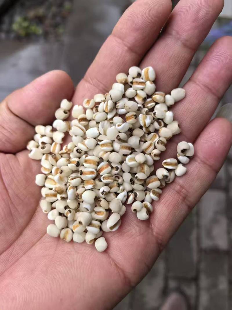 小薏仁米，薏仁米之乡，颗粒饱满，粉白。