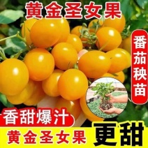 黄金圣女果秧苗穴盘苗发货根系发达易成活抗病害高产苗