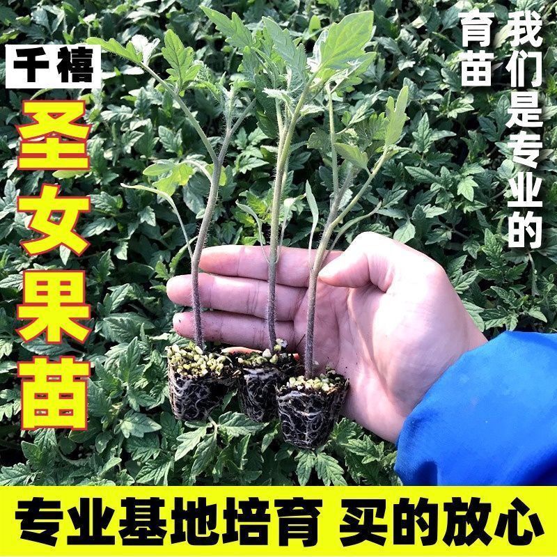 黄金圣女果秧苗穴盘苗发货根系发达易成活抗病害高产苗