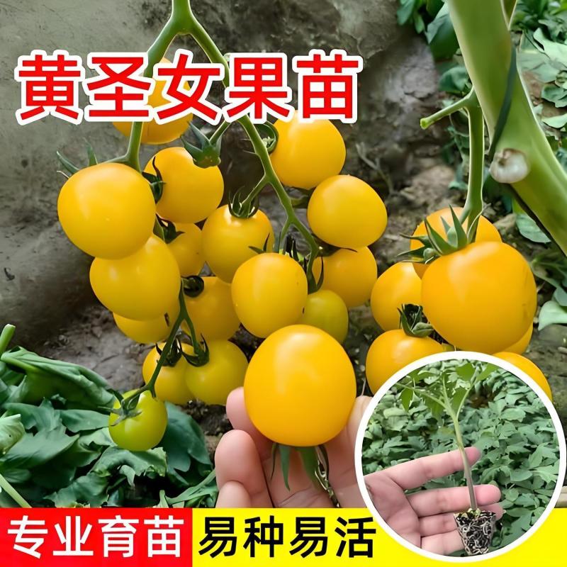 黄金圣女果秧苗穴盘苗发货根系发达易成活抗病害高产苗