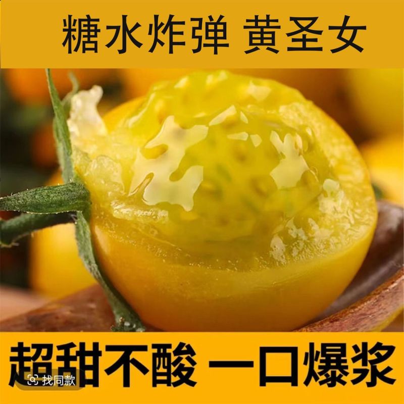 黄金圣女果秧苗穴盘苗发货根系发达易成活抗病害高产苗