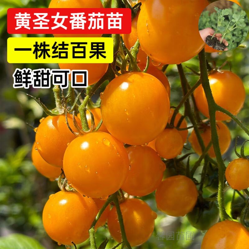 黄金圣女果秧苗穴盘苗发货根系发达易成活抗病害高产苗