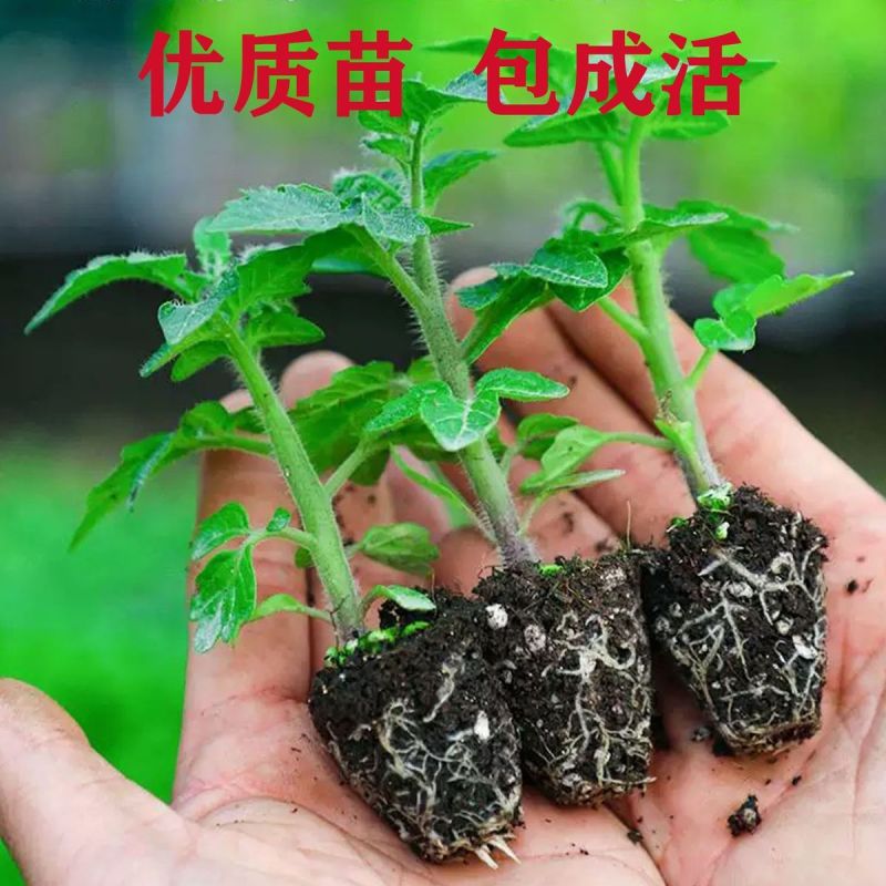 黄金圣女果秧苗穴盘苗发货根系发达易成活抗病害高产苗