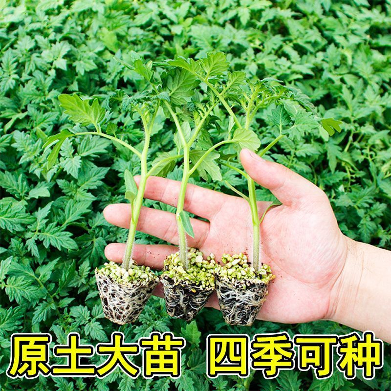 黄金圣女果秧苗穴盘苗发货根系发达易成活抗病害高产苗