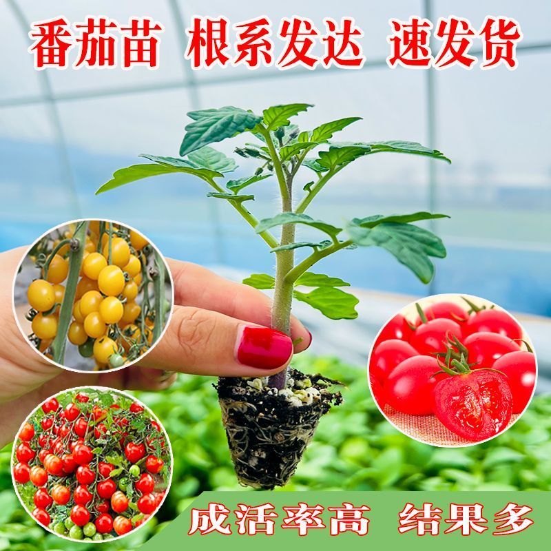 黄金圣女果秧苗穴盘苗发货根系发达易成活抗病害高产苗