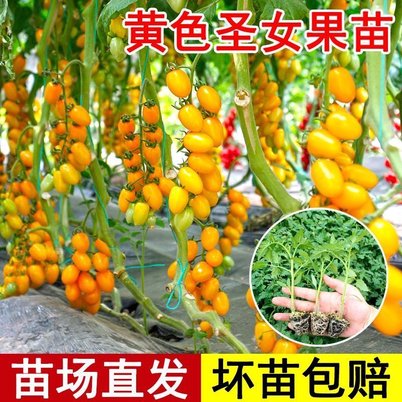 黄金圣女果秧苗穴盘苗发货根系发达易成活抗病害高产苗