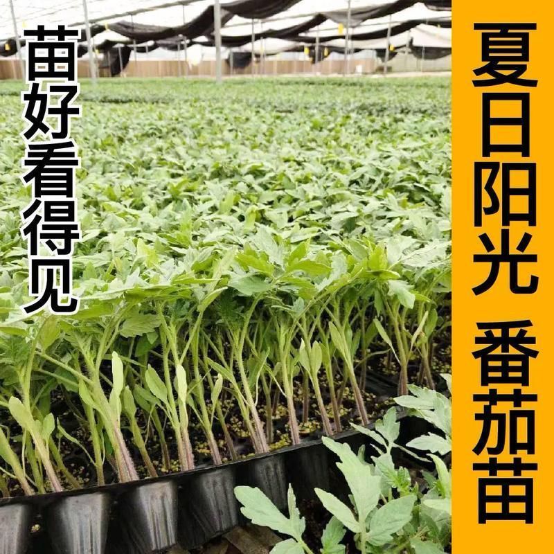 黄金圣女果秧苗穴盘苗发货根系发达易成活抗病害高产苗