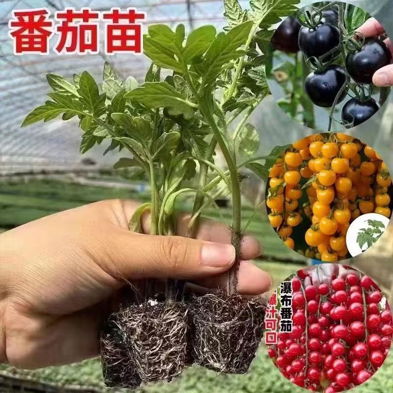 黄金圣女果秧苗穴盘苗发货根系发达易成活抗病害高产苗