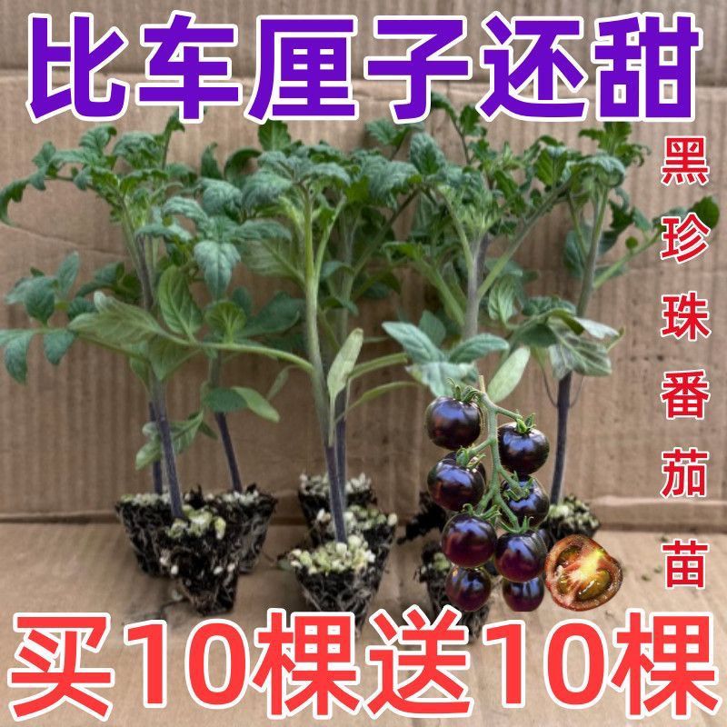 黄金圣女果秧苗穴盘苗发货根系发达易成活抗病害高产苗