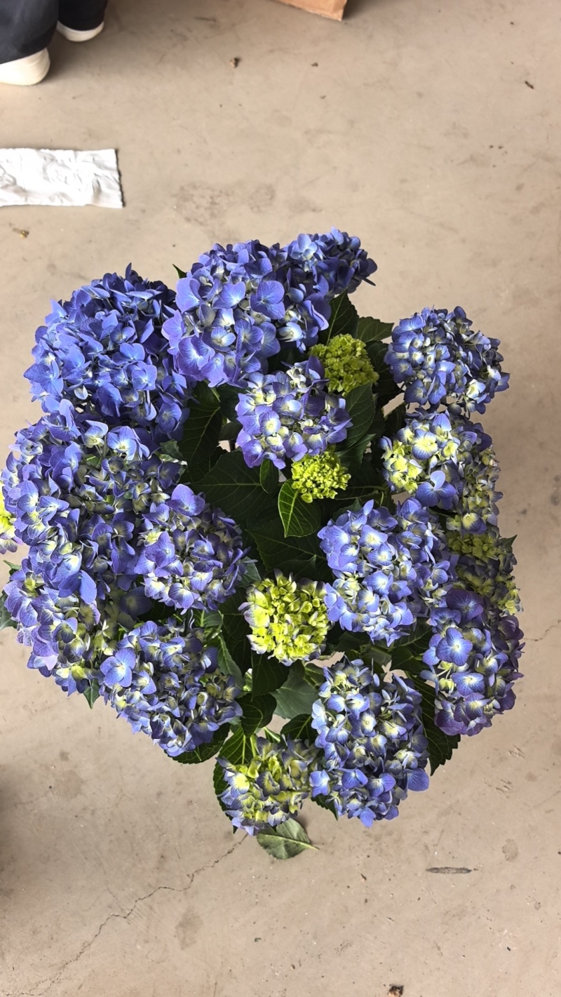 精品绣球花