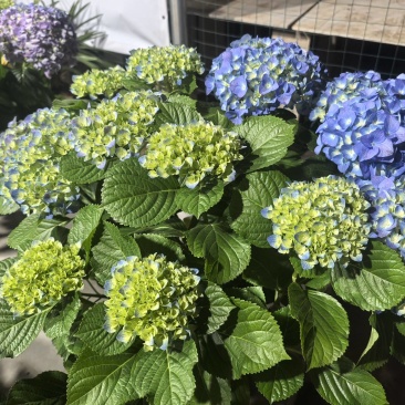 精品绣球花