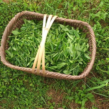 凤冈锌硒有机茶