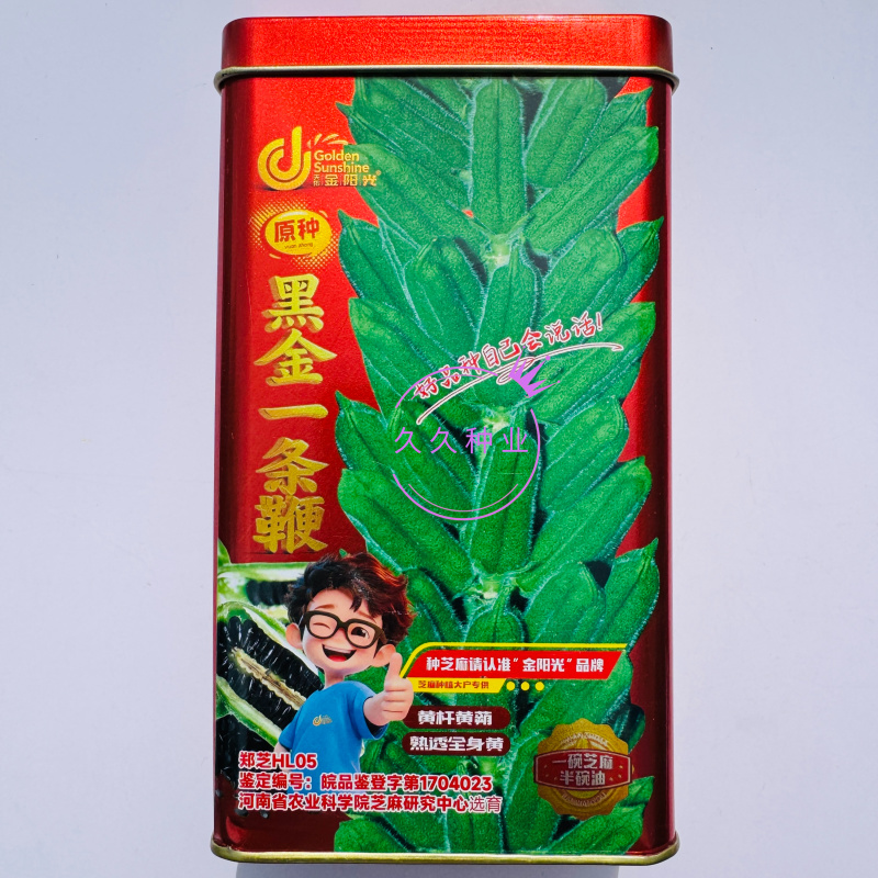 黑金一条鞭杂交一代黑芝麻种子黄杆黄朔结朔低而密抗病