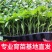 基地朝天辣椒苗螺丝椒苗牛角椒苗各种蔬菜苗盆栽，地栽都可以