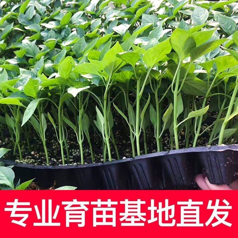 基地朝天辣椒苗螺丝椒苗牛角椒苗各种蔬菜苗盆栽，地栽都可以