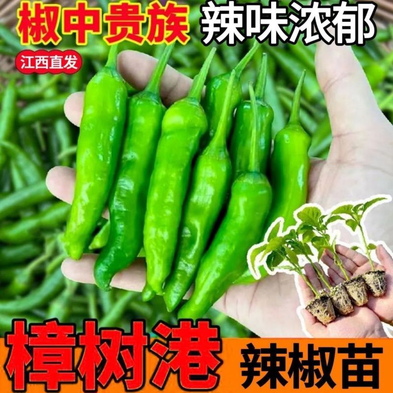 基地朝天辣椒苗螺丝椒苗牛角椒苗各种蔬菜苗盆栽，地栽都可以