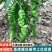 基地朝天辣椒苗螺丝椒苗牛角椒苗各种蔬菜苗盆栽，地栽都可以