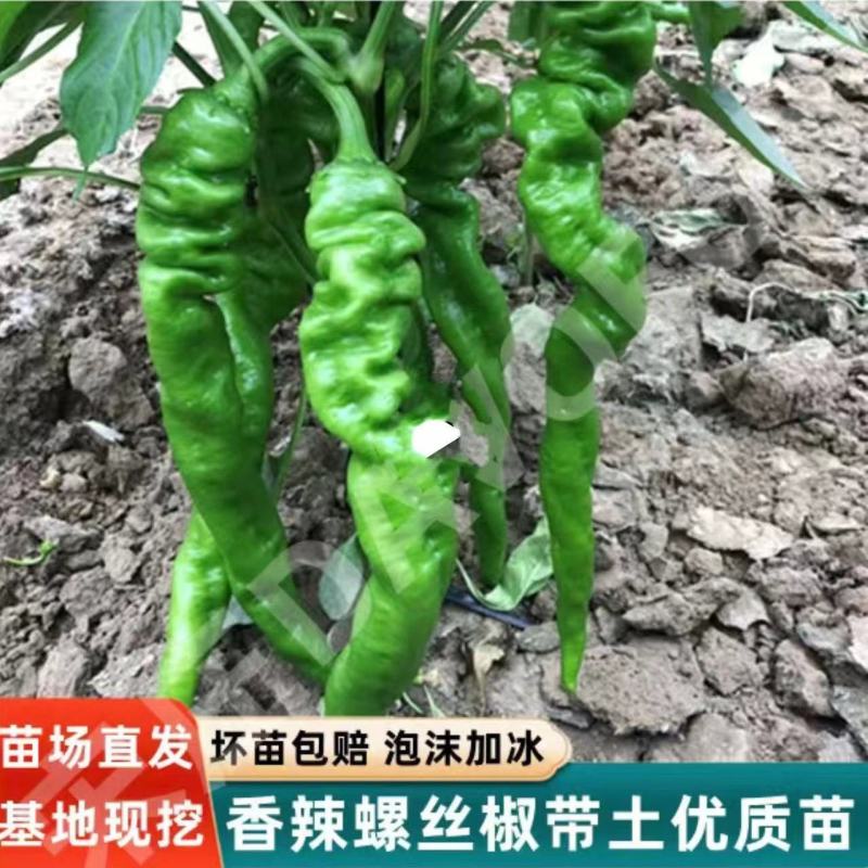 基地朝天辣椒苗螺丝椒苗牛角椒苗各种蔬菜苗盆栽，地栽都可以