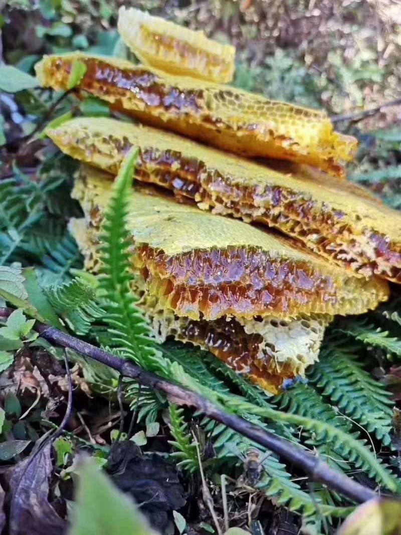 云南西双版纳野生百花蜜蜂蜜非人工喂养