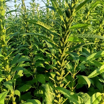 矮脚霸王鞭芝麻种子中早熟杂交一代白芝麻种子茎秆粗壮不倒伏