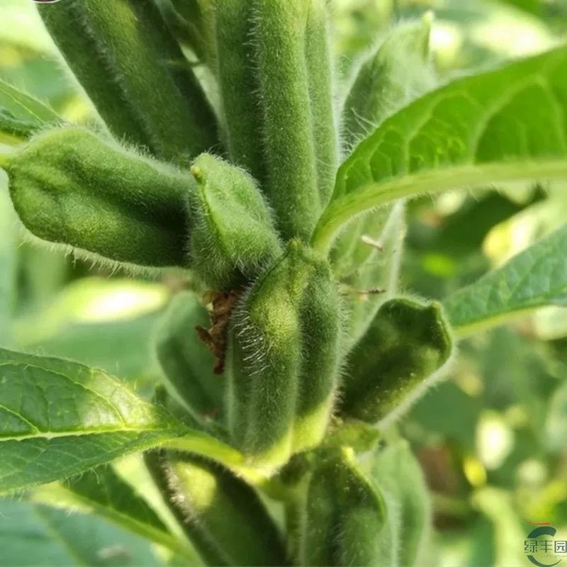 矮脚霸王鞭芝麻种子中早熟杂交一代白芝麻种子茎秆粗壮不倒伏