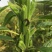 矮脚霸王鞭芝麻种子中早熟杂交一代白芝麻种子茎秆粗壮不倒伏