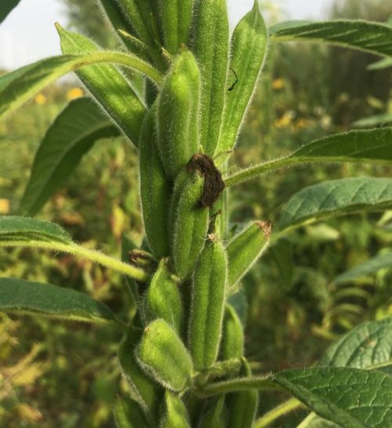 矮脚霸王鞭芝麻种子中早熟杂交一代白芝麻种子茎秆粗壮不倒伏