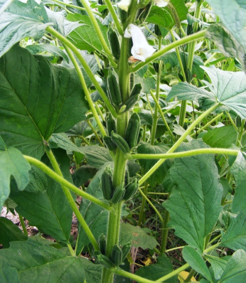 矮脚霸王鞭芝麻种子中早熟杂交一代白芝麻种子茎秆粗壮不倒伏