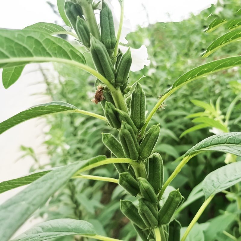 矮脚霸王鞭芝麻种子中早熟杂交一代白芝麻种子茎秆粗壮不倒伏