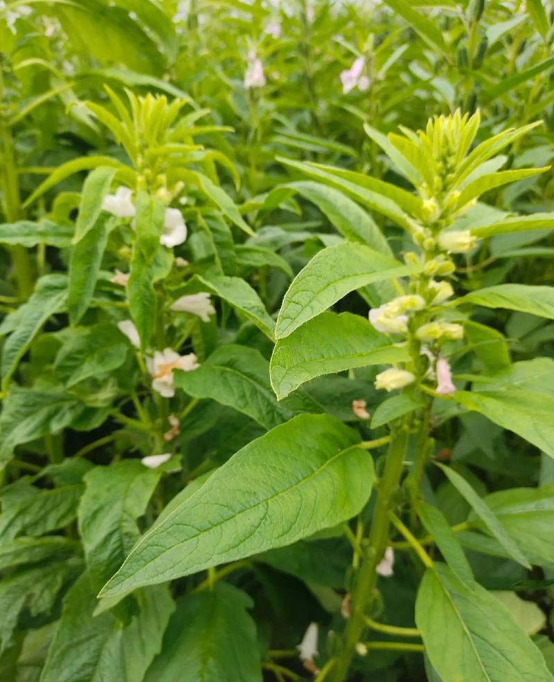 矮脚霸王鞭芝麻种子中早熟杂交一代白芝麻种子茎秆粗壮不倒伏