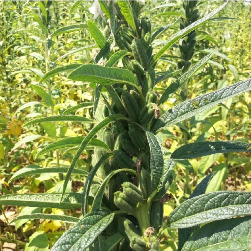 矮脚霸王鞭芝麻种子中早熟杂交一代白芝麻种子茎秆粗壮不倒伏