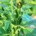 矮脚霸王鞭芝麻种子中早熟杂交一代白芝麻种子茎秆粗壮不倒伏