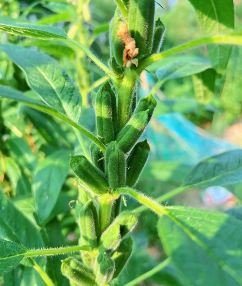 矮脚霸王鞭芝麻种子中早熟杂交一代白芝麻种子茎秆粗壮不倒伏