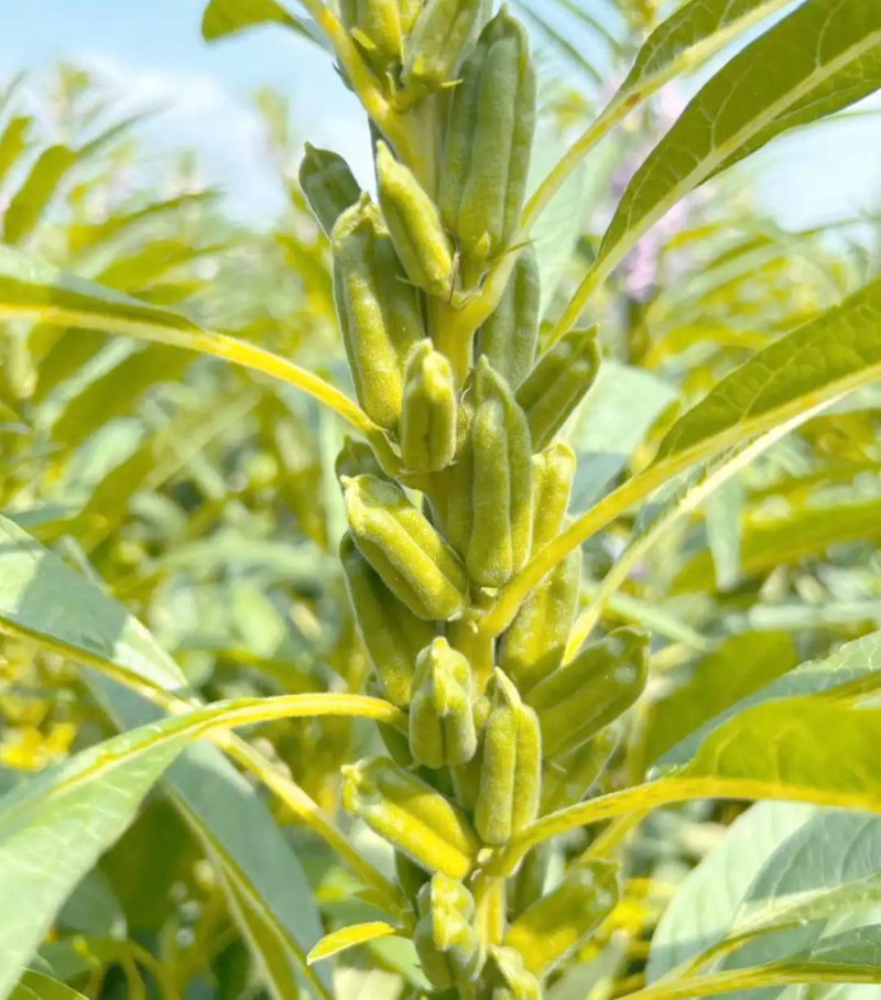 矮脚霸王鞭芝麻种子中早熟杂交一代白芝麻种子茎秆粗壮不倒伏