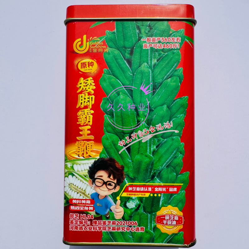 矮脚霸王鞭芝麻种子中早熟杂交一代白芝麻种子茎秆粗壮不倒伏