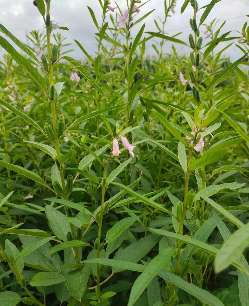 矮脚霸王鞭芝麻种子中早熟杂交一代白芝麻种子茎秆粗壮不倒伏