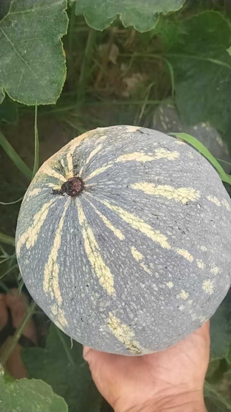 香芋南瓜大量上市，货源充足，质量稳定，价格便宜
